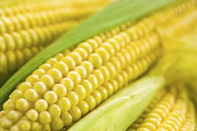 7 Best Southcoast Places To Buy Sweet Corn