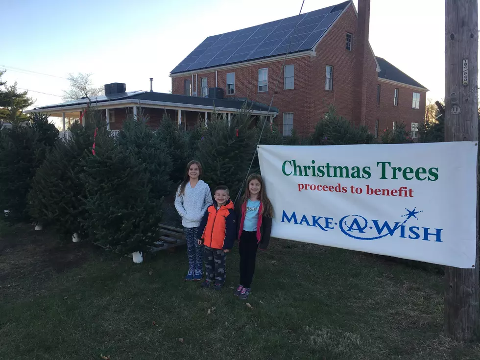 Christmas Trees For Charity
