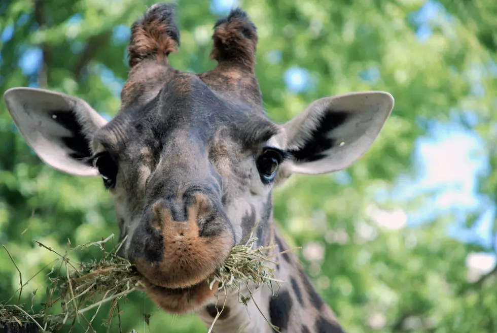 RWP Zoo Announces Death Of Giraffe