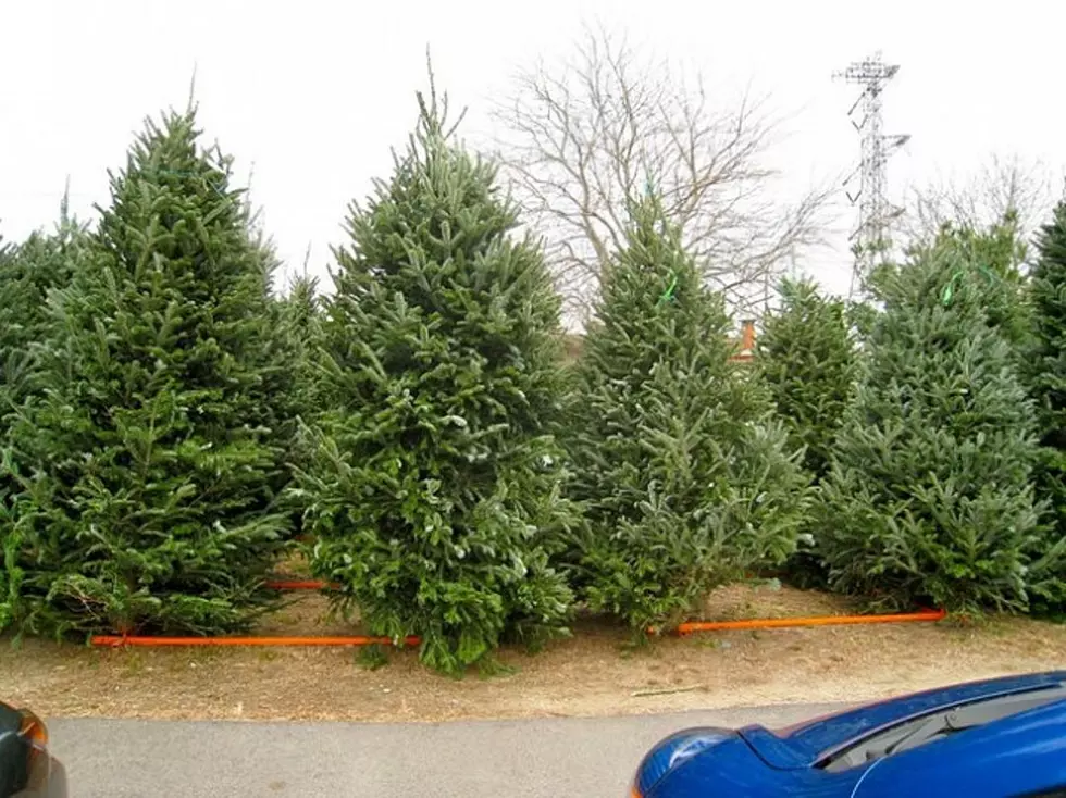 Real Christmas Tree Prices Surging, Fire Might Be The Blame
