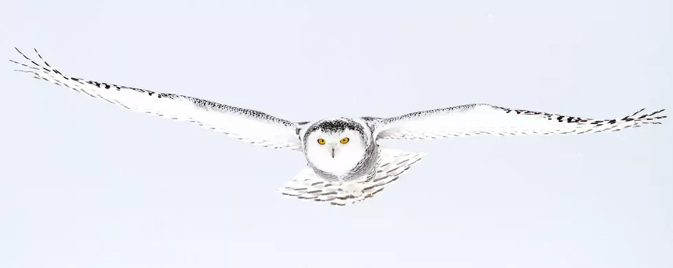 Snowy Owls Spotted In Rhode Island