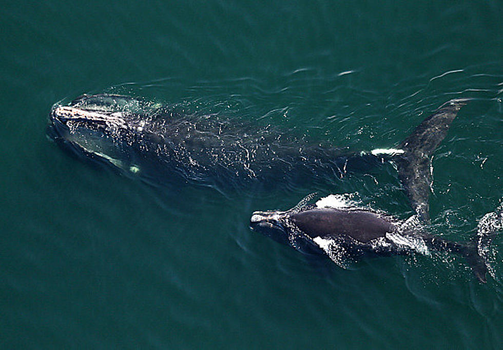 Rare Endangered Whale Footage Captured by Drone off Cape Cod