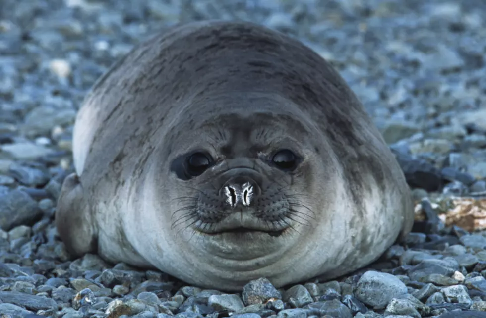 It’s Seal Pup Season but No, You Shouldn’t Pet Them