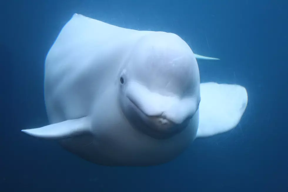What to Name the New Beluga Whales at Mystic Aquarium?