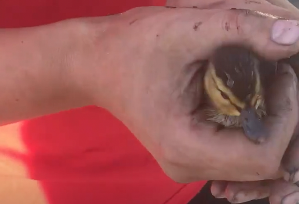 Baby Duck Saved In Somerset [VIDEO]