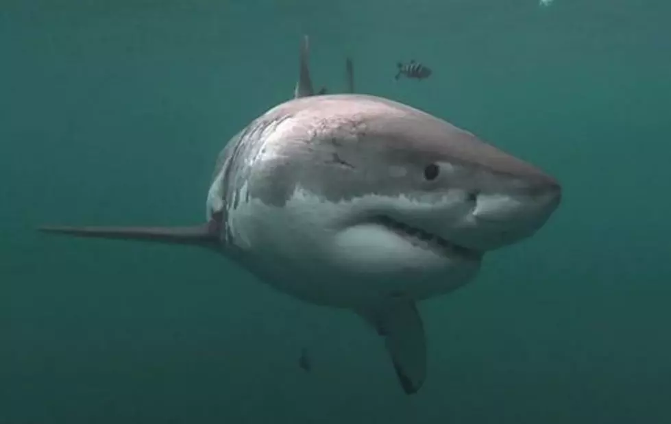 Sharks Already Returning To Cape Cod