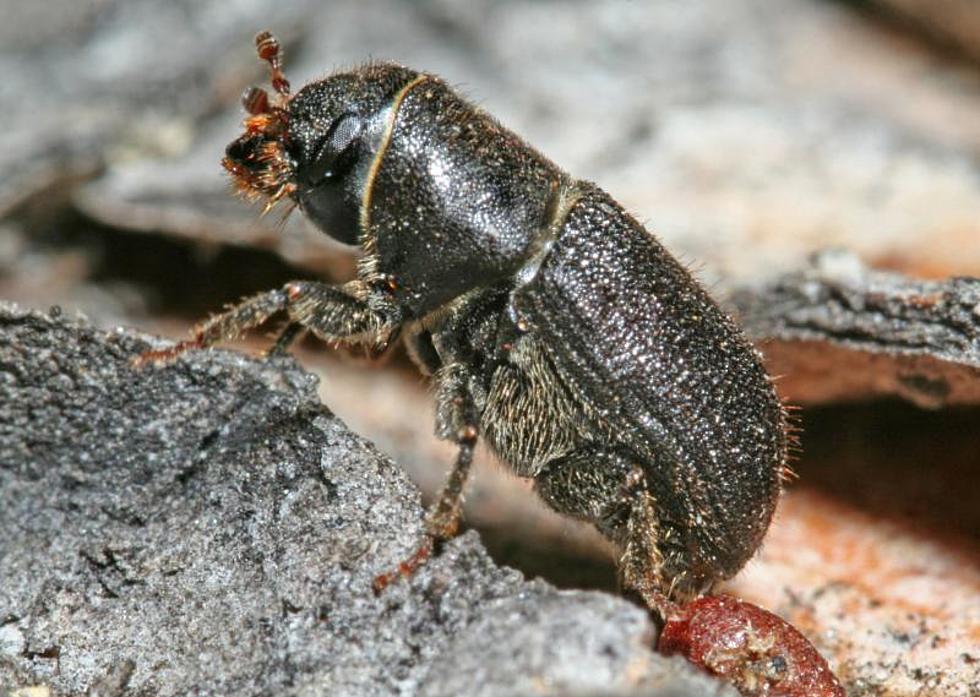 Rhode Island Preps For Pine Beetle Attack