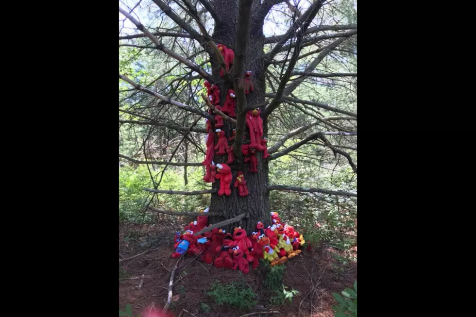 'Elmo Tree' Discovery Tickles Plymouth Hiker [VIDEO]