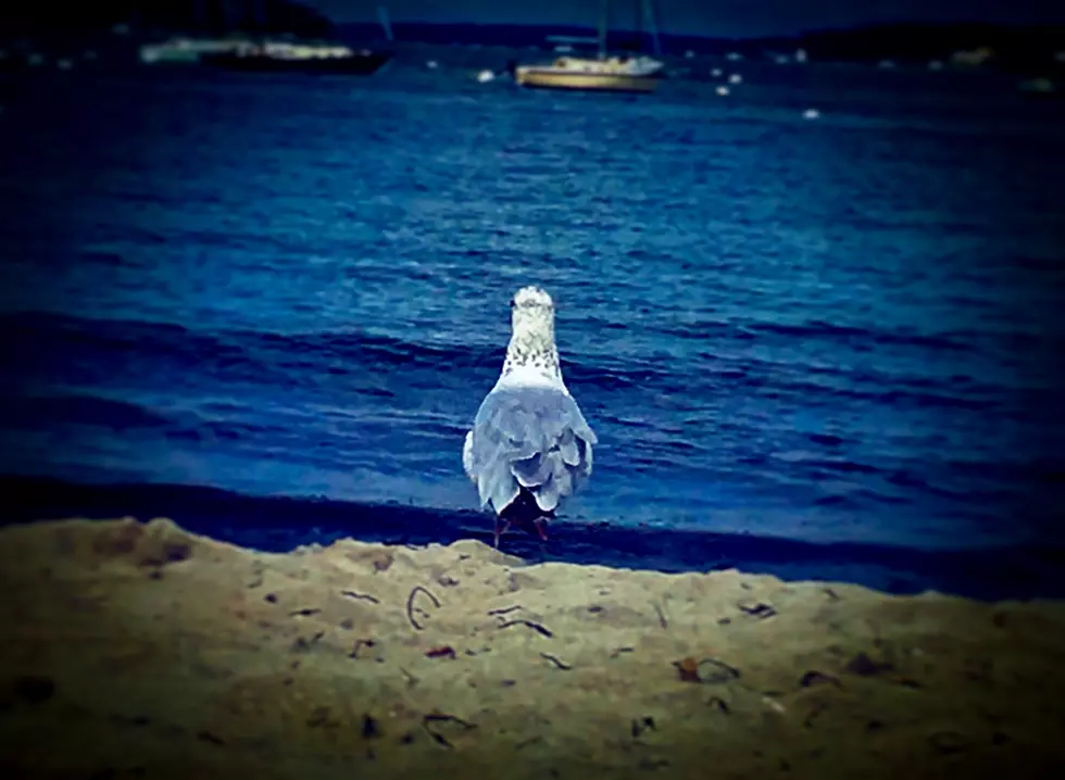 Have You Seen the Most Handsome Seagull in New England? [PHOTOS]