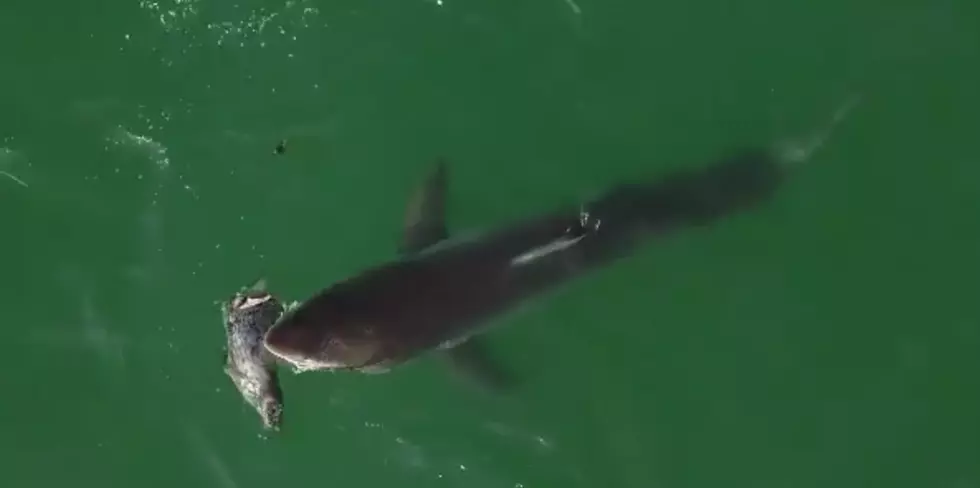 Giant Great White Snacks on Seal off the Cape Cod Coast