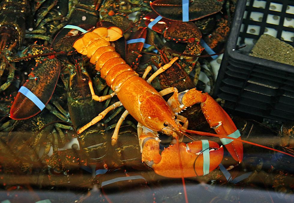 A Beautiful Blue Lobster Shows up on Your Dinner Plate. Now What?