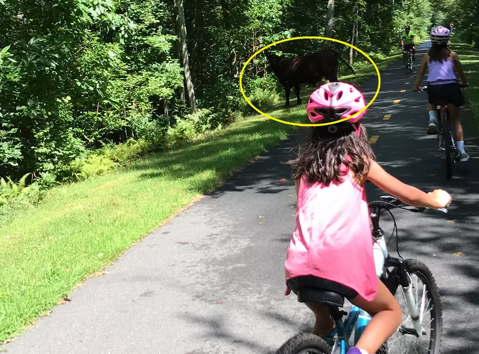 Video of Escaped Bull on Mattapoisett Bike Path