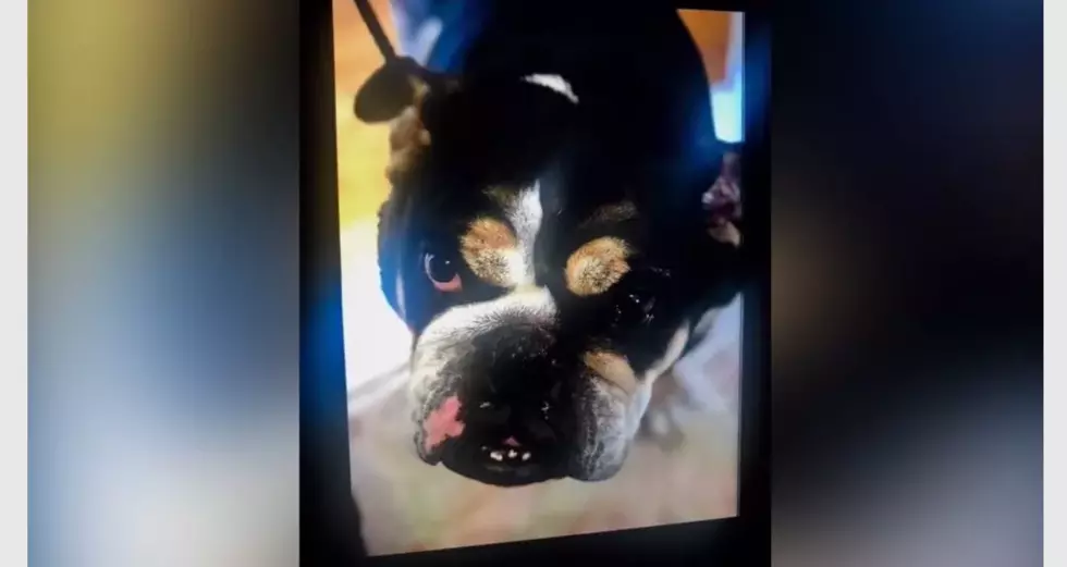 Mayo Family Dog Found Dead in Cranston Home