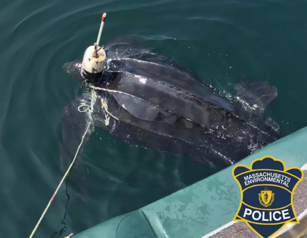 Leatherback Turtle Rescued From Fishing Gear [PHOTOS]