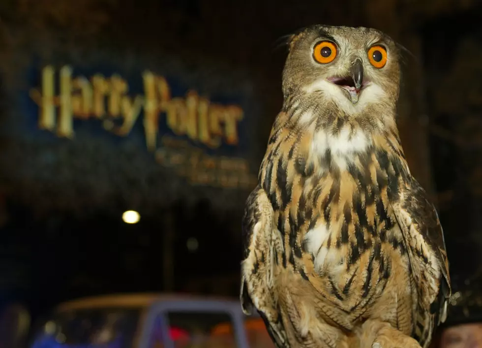 See Harry Potter and the Chamber of Secrets Live in Concert