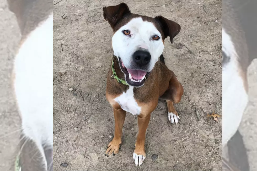 Meet Tina, the Two-Year-Old Mixed Breed [CAUSE FOR PAWS]