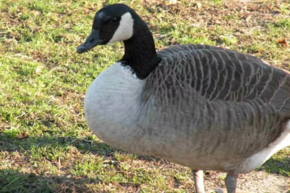 Alderbrook Farm's Famous Goose Passes Away