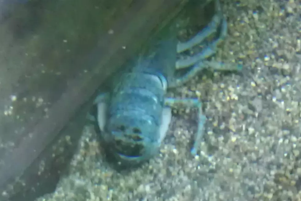 The Death of Lee's Market's Blue Lobster [SOUTHCOAST CONFESSIONS]