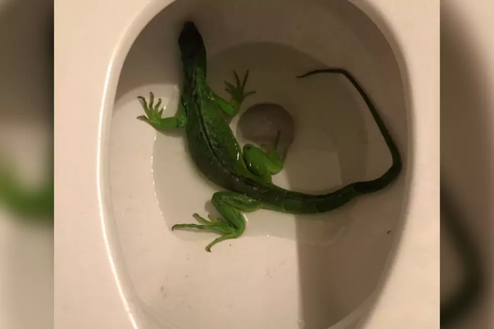 Imagine Seeing This in Your Toilet?