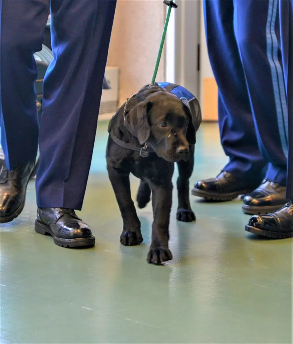 Meet the Massachusetts State Police Comfort Dog