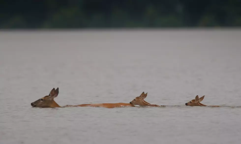 Deer Spotted Swimming in Deep Ocean Waters