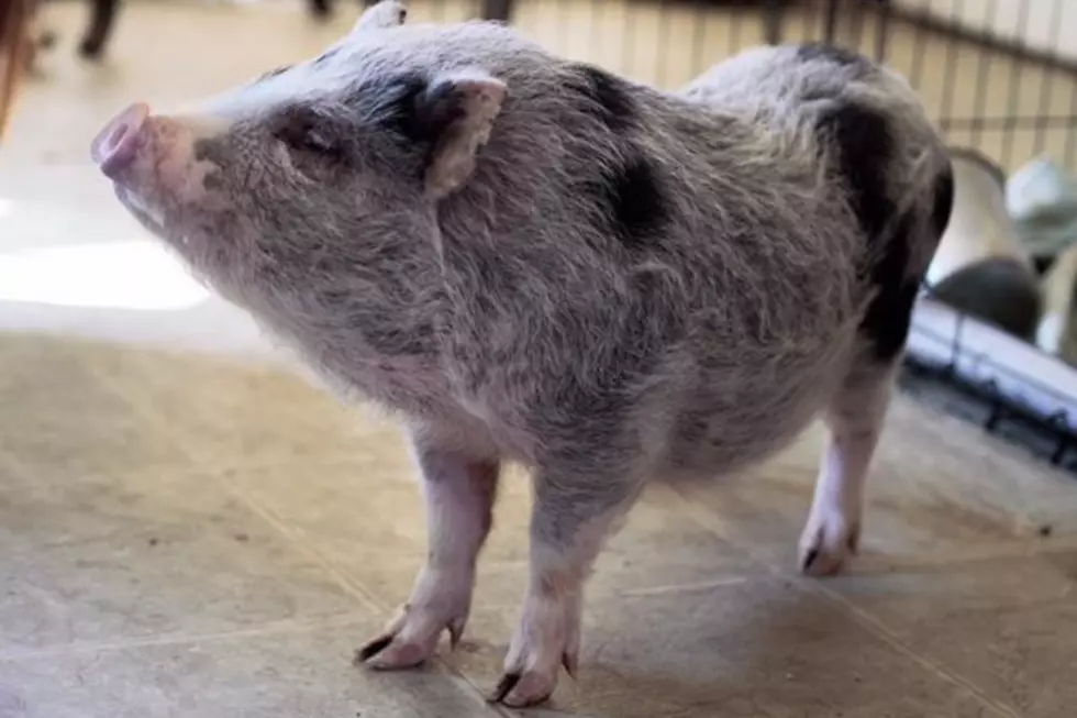 Who Wants This Potbelly Pig?