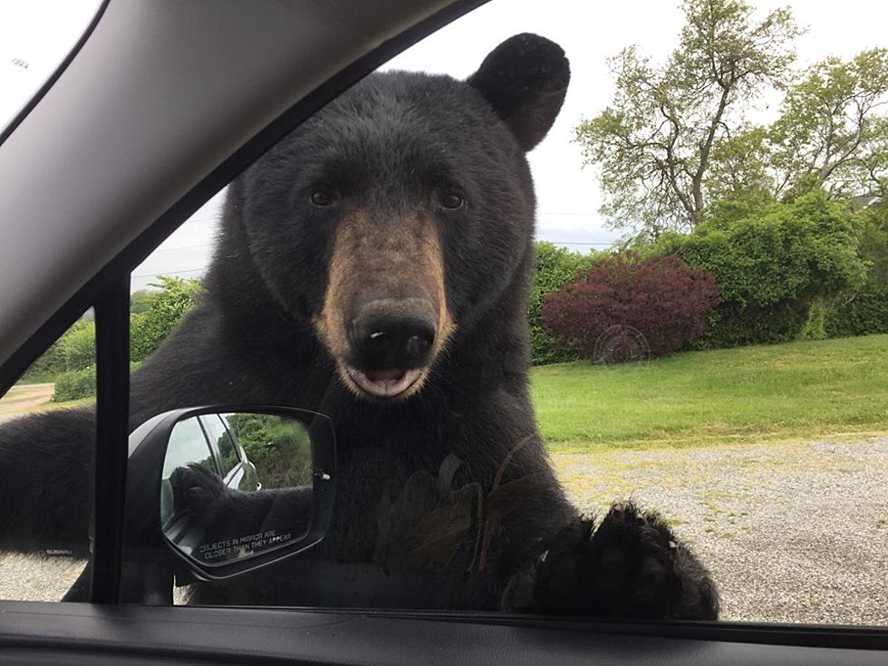 Black Bear Sightings Are Growing in Rhode Island