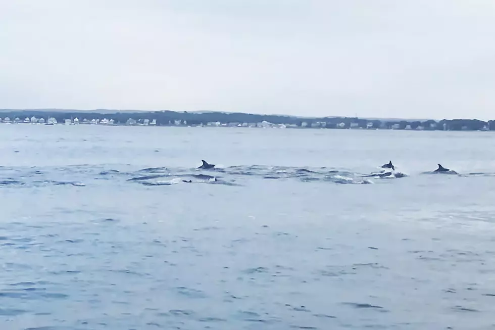 Dolphins Spotted in Cape Cod Canal [VIDEO]