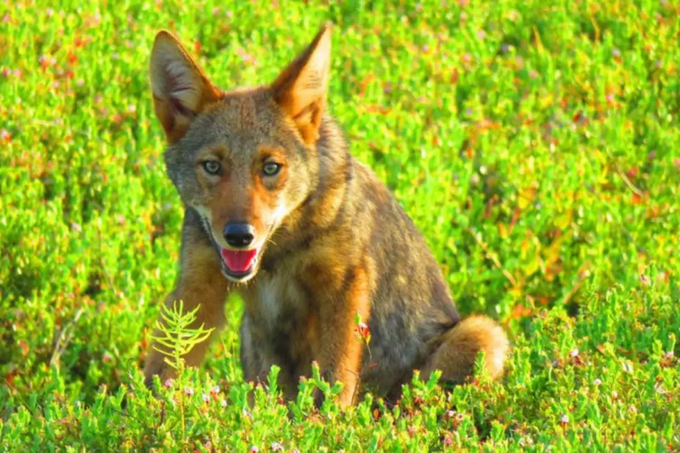 Bold Coyote Spotted in Wareham