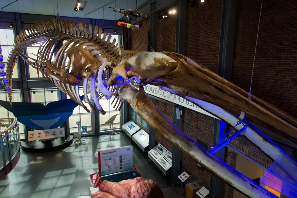 This Skeleton Hanging in New Bedford Is a Whale-Oiled Machine