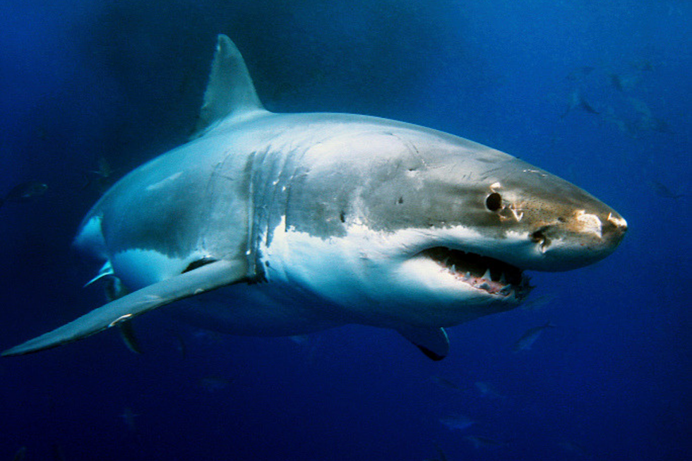 Great White Shark Sighting Causes Cape Beach Shutdown