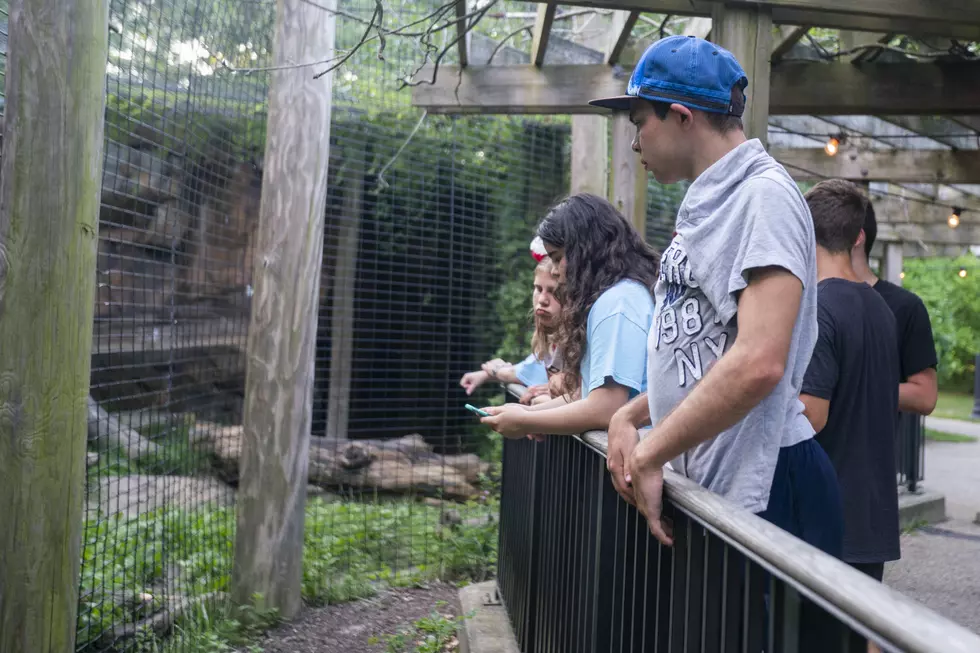 Foster Families Get Completely Free Night at Buttonwood Park Zoo
