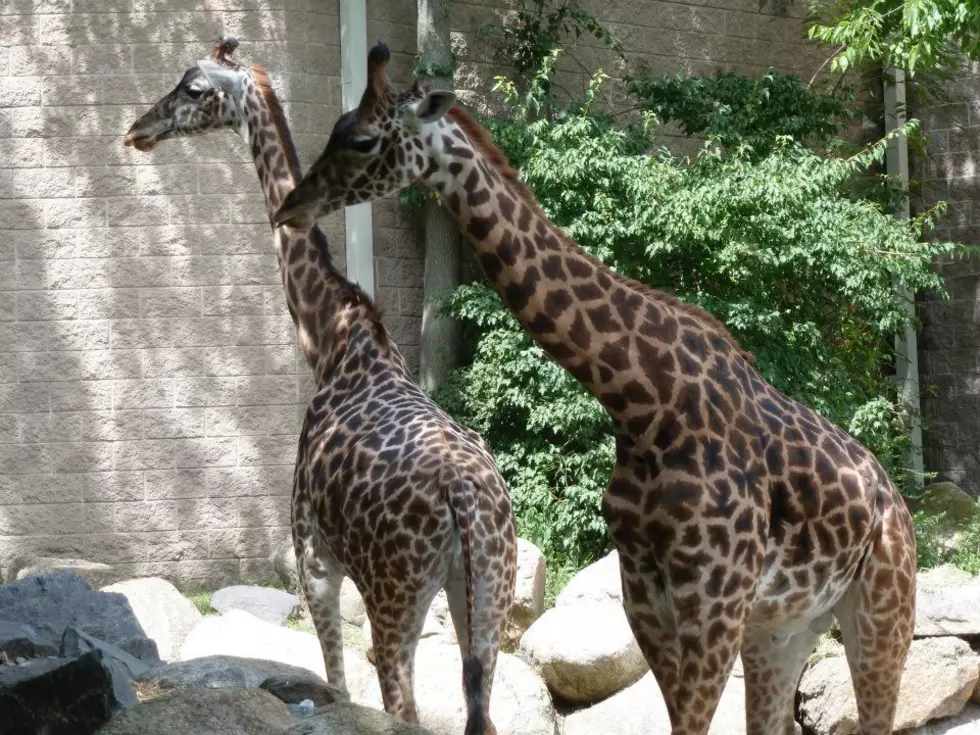 Adult Only Nights at Roger Williams  Zoo