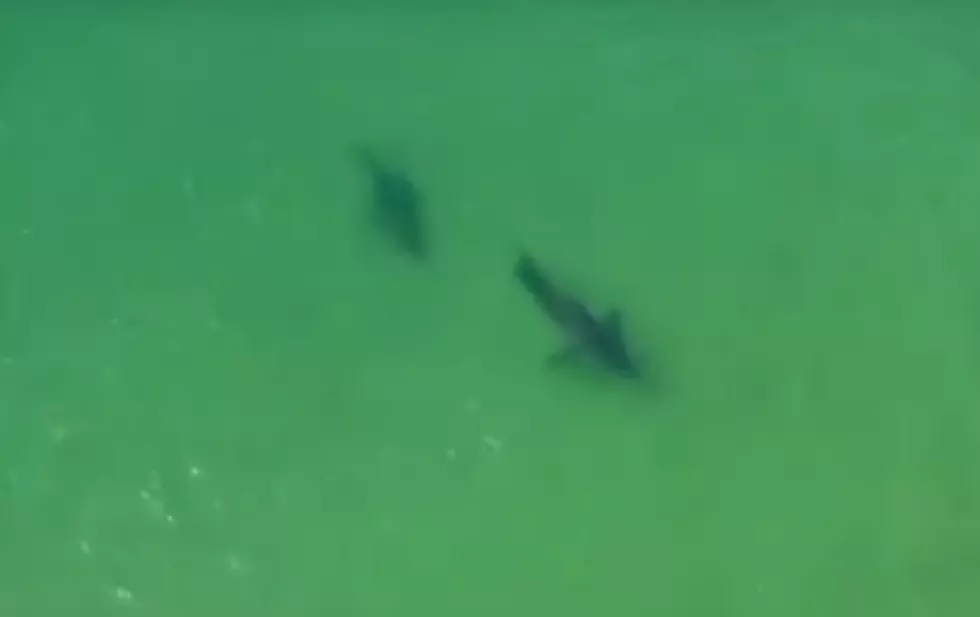Great White Fight Off Chatham [VIDEO]