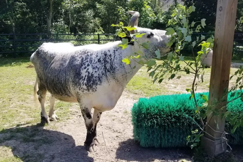 Willow the Cow at Buttonwood Park Zoo Passes Away