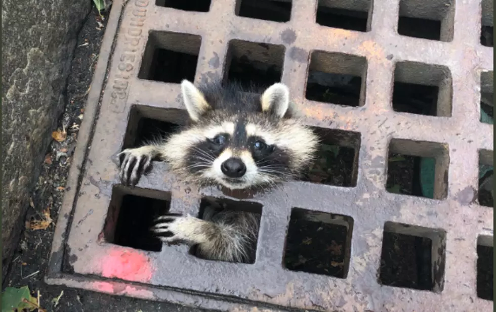 Baby Raccoon Rescued by Firefighters