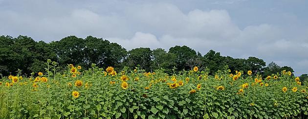 Sunflower Maze is the Perfect Summer Adventure