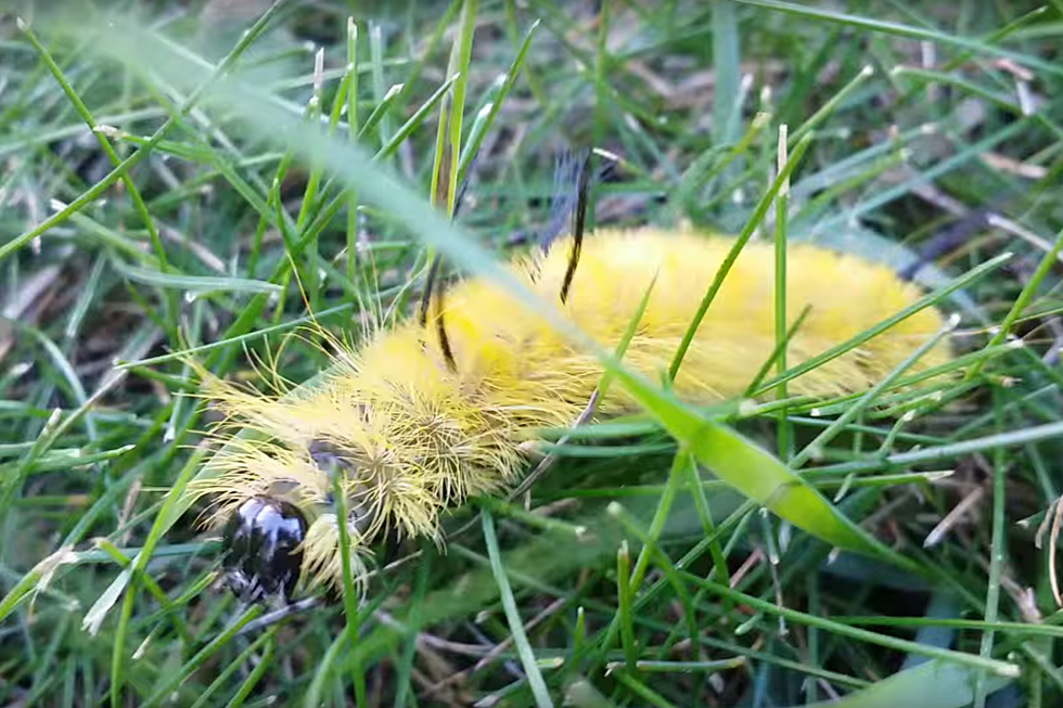 Don't Let Your Kids Touch This SouthCoast Caterpillar