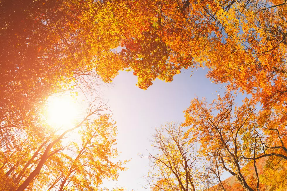 Fall Foliage Predictions for 2019