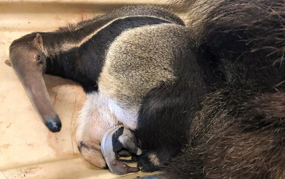 Baby Anteater Born at Roger Williams Park Zoo