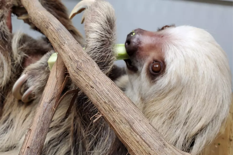 Buttonwood Park Zoo Introduces Female Sloth Named 'Sandy'