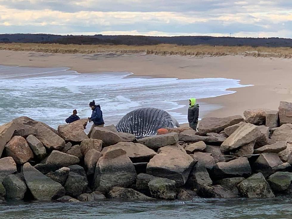 Body of Humpback Whale Found in Charlestown