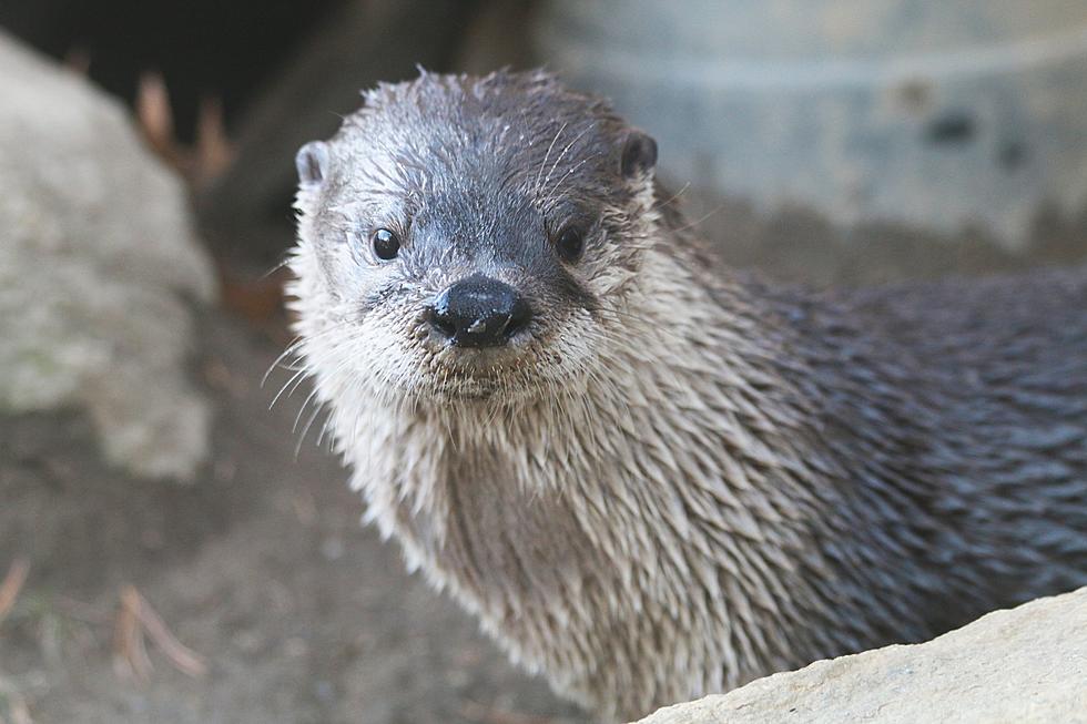 Winter Wonder Days Are Back at Roger Williams Park Zoo