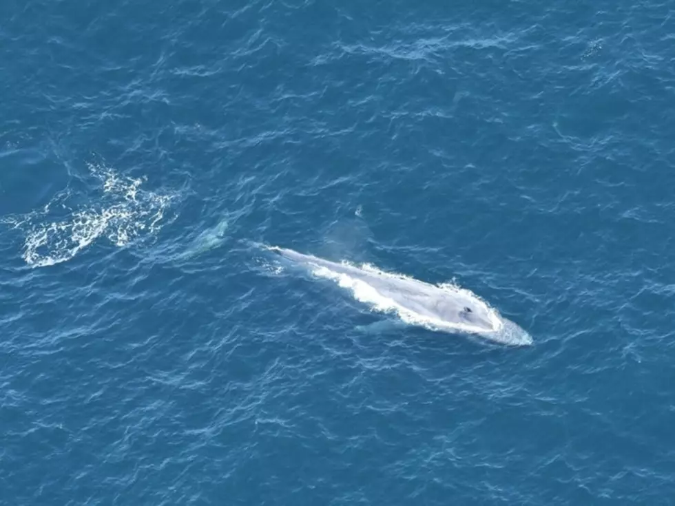 Blue Whales Spotted Off Cape Cod