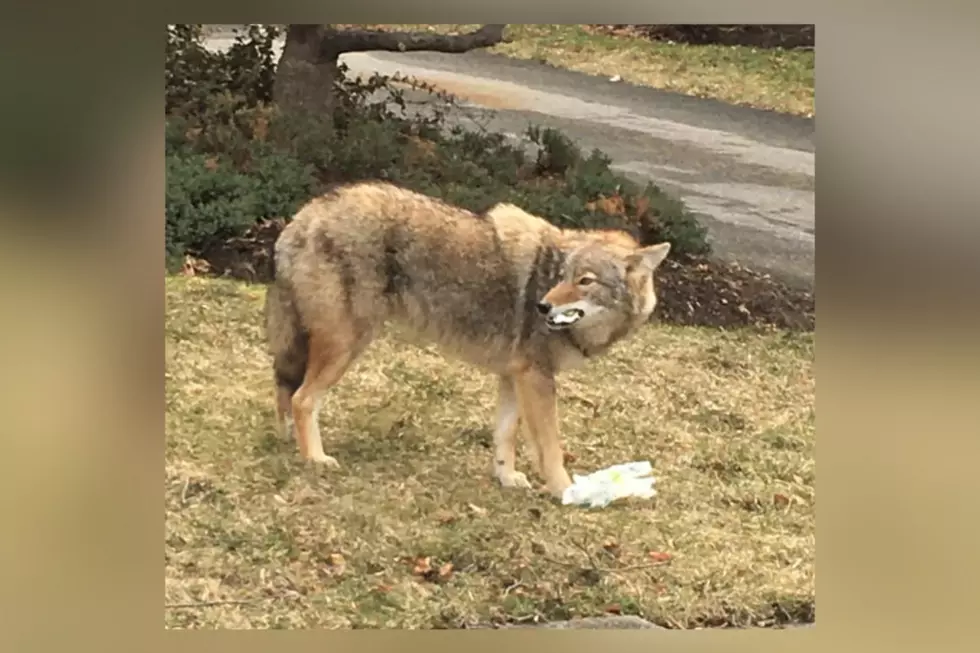 It’s Coyote Mating Season, So Expect to See More of Them