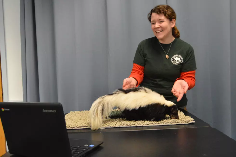 Buttonwood Park Zoo Offers Virtual Keeper Chats During Closure