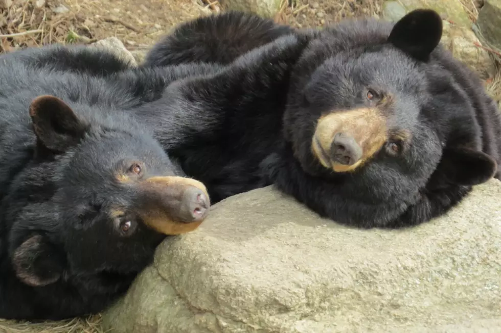 Amy the Bear Passes Away at Buttonwood Park Zoo