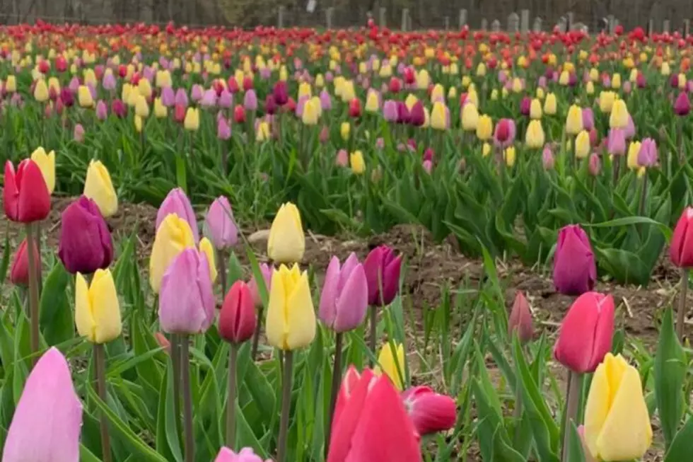 Wicked Tulips Flower Farm Presents a Virtual Tulip Experience