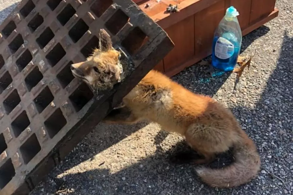 A Baby Fox Was Rescued From a Storm Drain Gate in Wareham