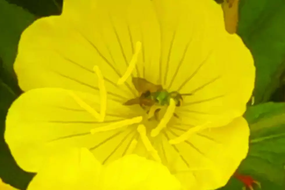 Green "Sweat Bees" Found in Fall River [VIDEO]